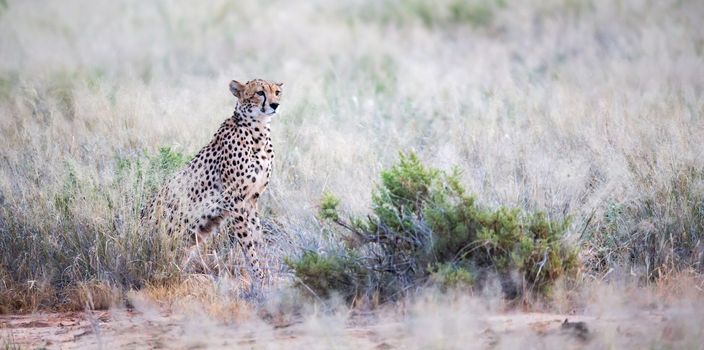 A cheetah sits in the savannah looking for prey