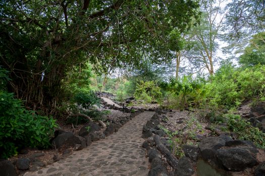 Path through the oasis in Kenya, Mzima Springs