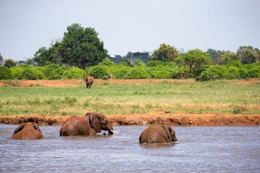 Some elephants bathe in the waterhole in the savannah