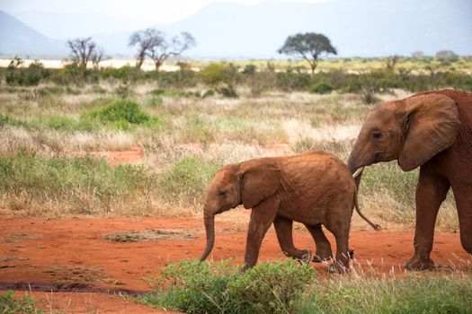 A family of red elephants on their trek through the savanna