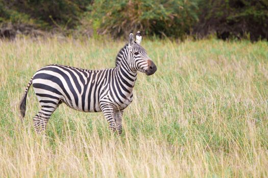Zebra in the grassland in Kenya, on safari
