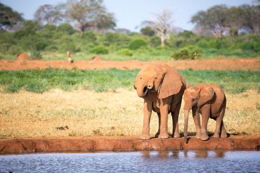 A family of red elephants at a water hole in the middle of the s