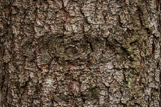 spruce fir bark softwood tree texture background