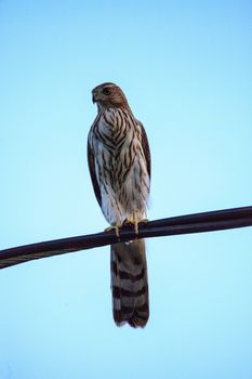Juvenile light morph Red-tailed hawk Buteo jamaicensis perches o