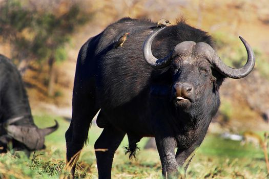 Buffalo, Chobe National Park, Botswana