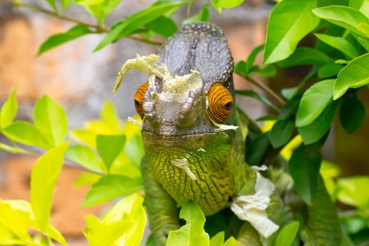 Colorful chameleon on a branch in a national park on the island 