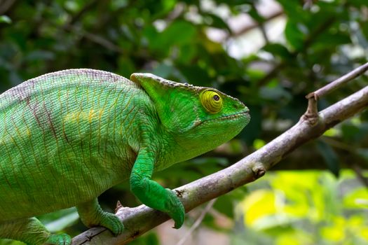Colorful chameleon on a branch in a national park on the island 