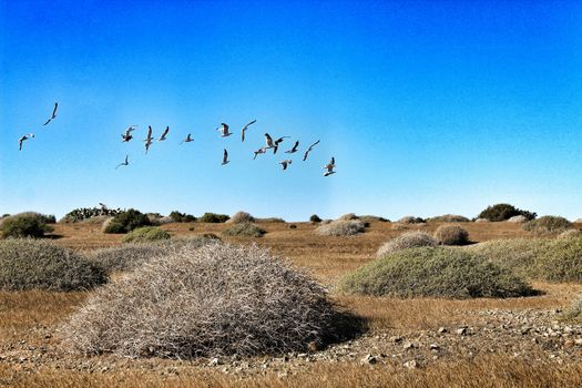Flock of seagulls flying over Tabarca island