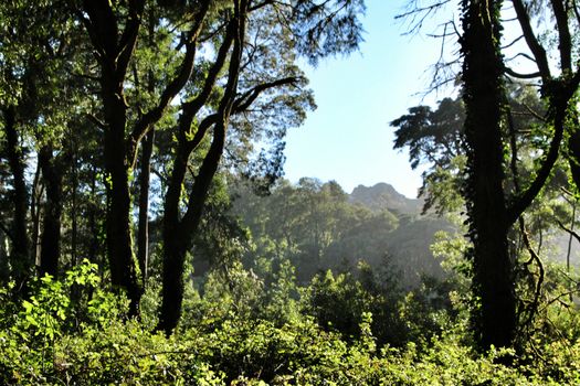 Leafy forest with colossal trees in Sintra Mountains