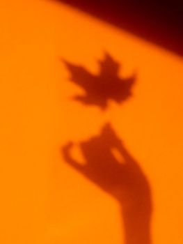 Shadows of woman hand with autumn maple leaf on bright orange wa
