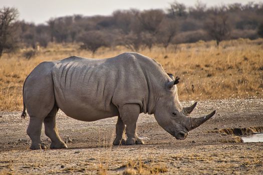 White Rhinoceros, Khama Rhino Sanctuary, Botswana