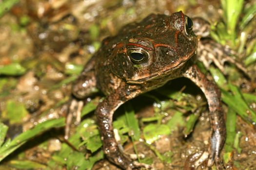 Tropical Toad, Napo River Basin, Amazonia, Ecuador, America