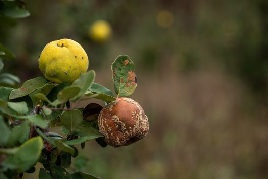 Monilia laxa infestation plant disease, Rotten quince on the fru