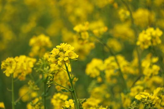 Yellow rape, rapeseed or canola field. Rapeseed field, Blooming canola flowers close up. Bright Yellow rapeseed oil. Flowering rapeseed.