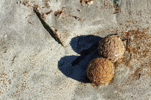 Dry oceanic posidonia seaweed balls on the beach and sand textur