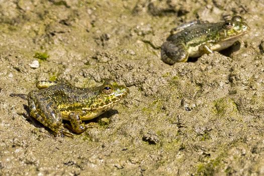 Frog, Royal Bardia National Park, Nepal