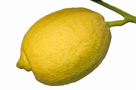 citron at a tree