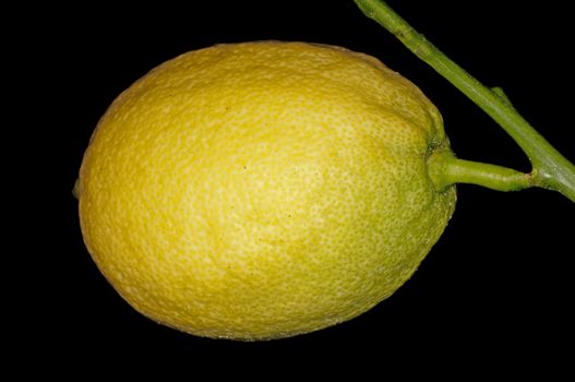 citron at a tree