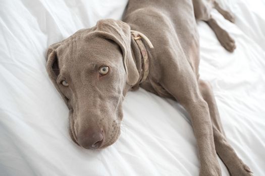 Tired sleepy Weimaraner pointer dog resting and lying on bed covered with white bed sheet in bedroom