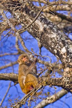 Rhesus Macaque, Royal Bardia National Park, Nepal