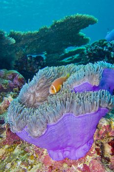 Blackfinned Anemonefish, Magnificent Sea Anemone, Maldives
