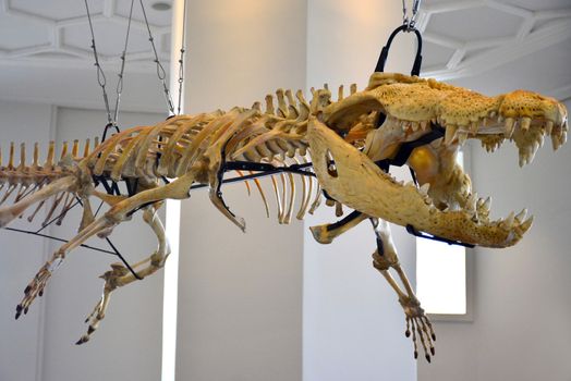 Big fossilized dead crocodile bones display 
