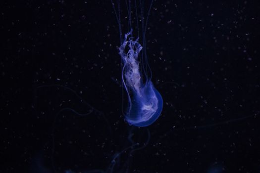 jellyfish underwater, dark background, blue color light, wildlife sea animal.
