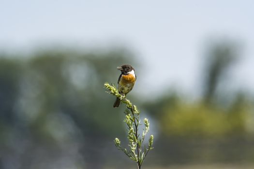 stonechat male on stalk plant in nature conservation area