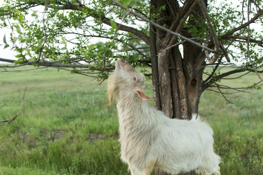 A white goat grazing in a meadow near a farm is eating green leaves from a tree branch