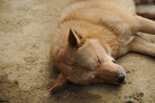 vietnamese brown dog sleeping under the sun