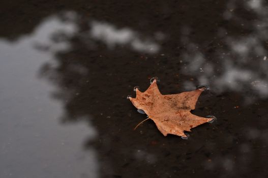 Brown dired maple leaf floating on a shallow pond in Autumn