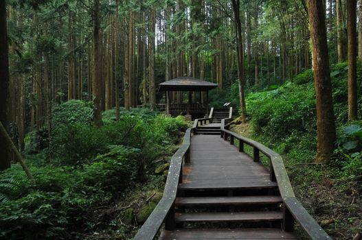 Wooden stairs climbing steps in deep forest