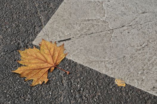 Maple leaf on asphalt road in Autumn