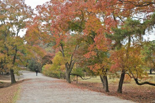 Tranquil passage in Japanese zen garden in Autumn