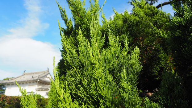 Big traditional japanese green color pine tree