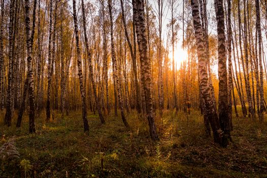 Sunset in an autumn birch grove with yellow leaves and sunrays c
