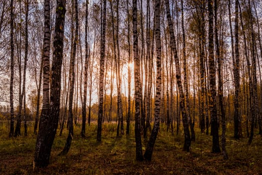 Sunset in an autumn birch grove with yellow leaves and sunrays c
