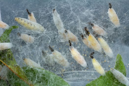Ermine moth caterpillars in the cocoon stage of their life cycle