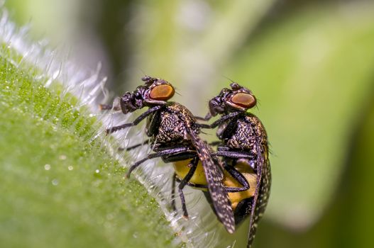 small gas mask fly in mating on green leaf in fresh season natur
