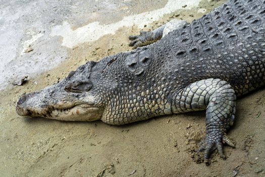 Dangerous crocodile on the lake close up