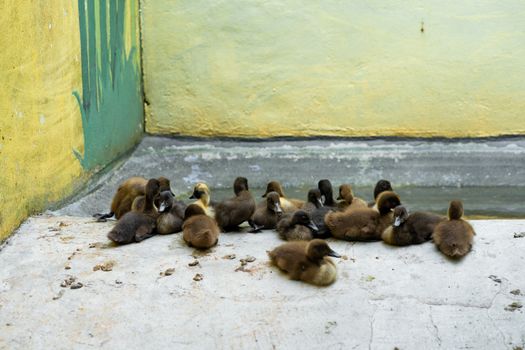 A flock of little ducklings is basking on the stone
