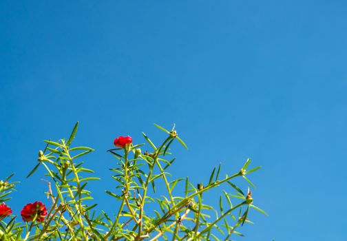 Red flower bush with green leaves on a blue sky background.