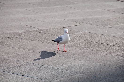 Seagull bird gracefully walking on a concrete pavement in the af