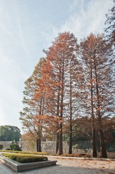 Multicolour foliage orange red yellow breen leaves of pine trees