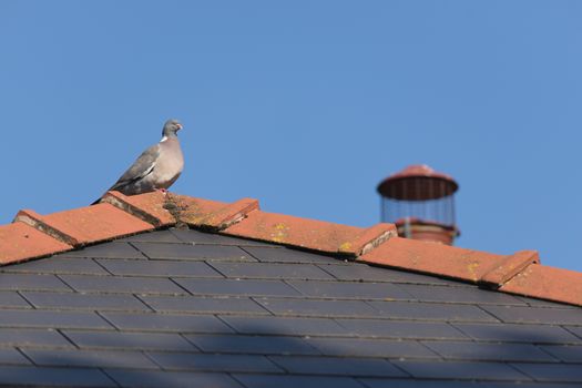 Sunny wood pigeon perched on the mossy peak of a tiled roof.
