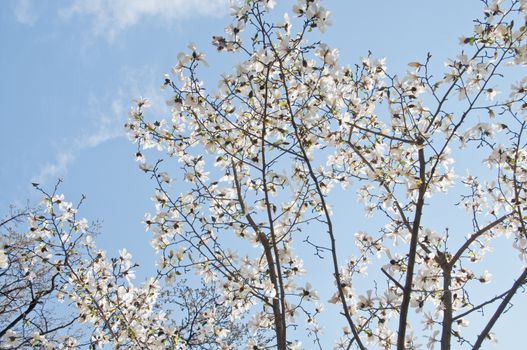 Beautiful full bloom cherry blossom sakura tree with blue bright