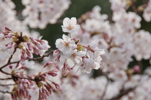 Beautiful full bloom white cherry blossom sakura flowers