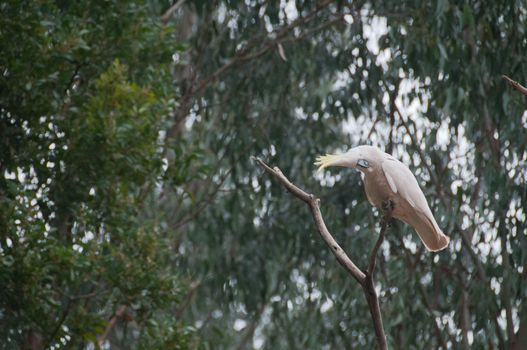 Beautiful white big cockatoo bird on tree branch