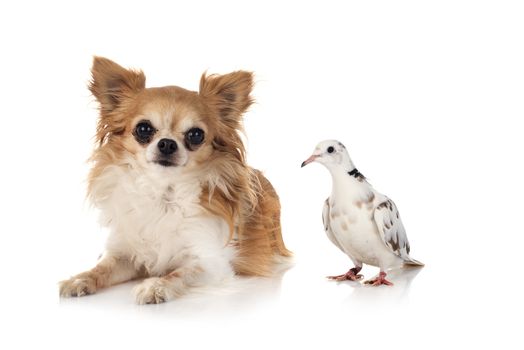 African collared dove and chihuahua
