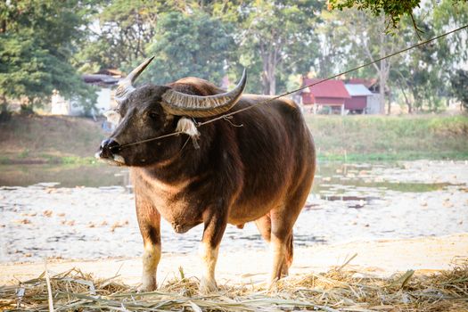 Males Buffalo Federation of Thailand.